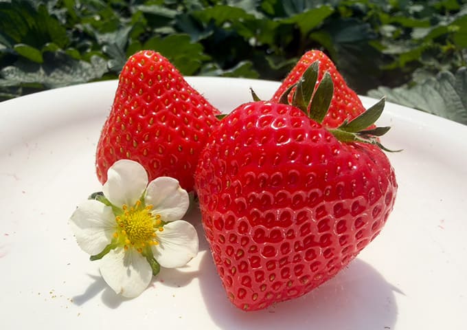 あすかルビー